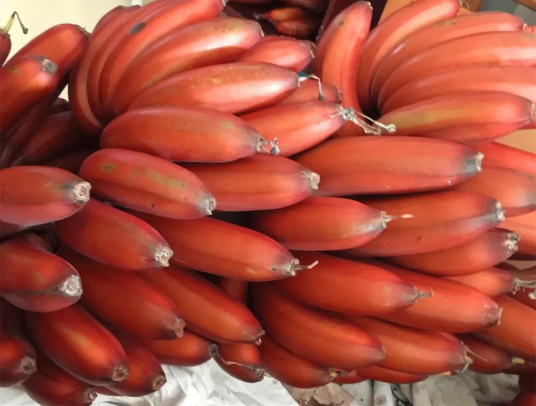 世界十大稀有水果土楼红美人香蕉,3年才结一次果,据说很少人能吃到.