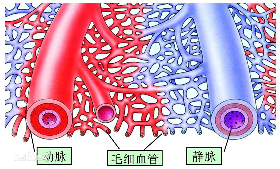 毛细血管不通>血液流不过去>细胞无法得到能量>细胞死亡.