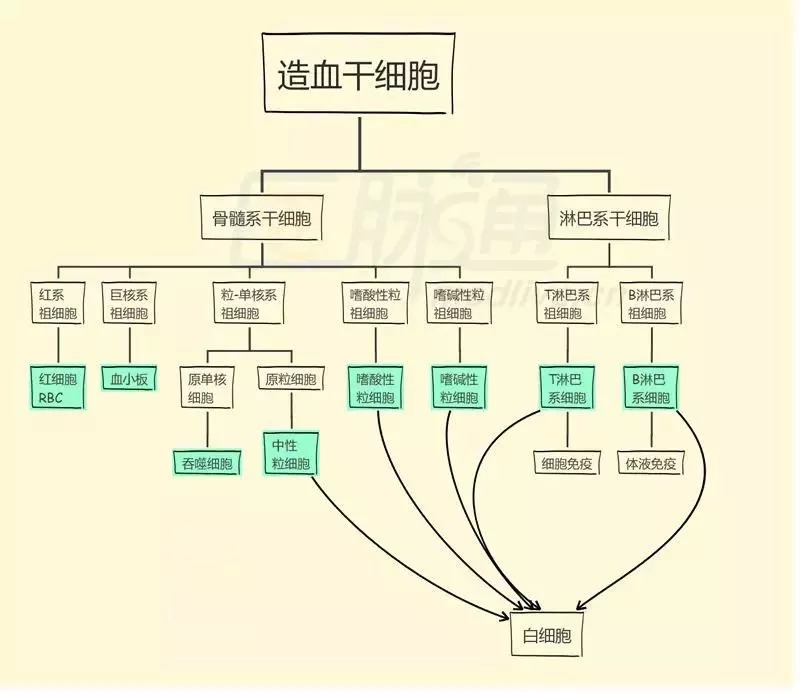 我叫造血干细胞,是你血管的大爷!