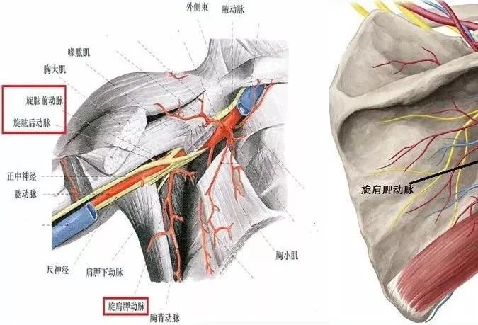 收藏丨超全肩关节解剖图解
