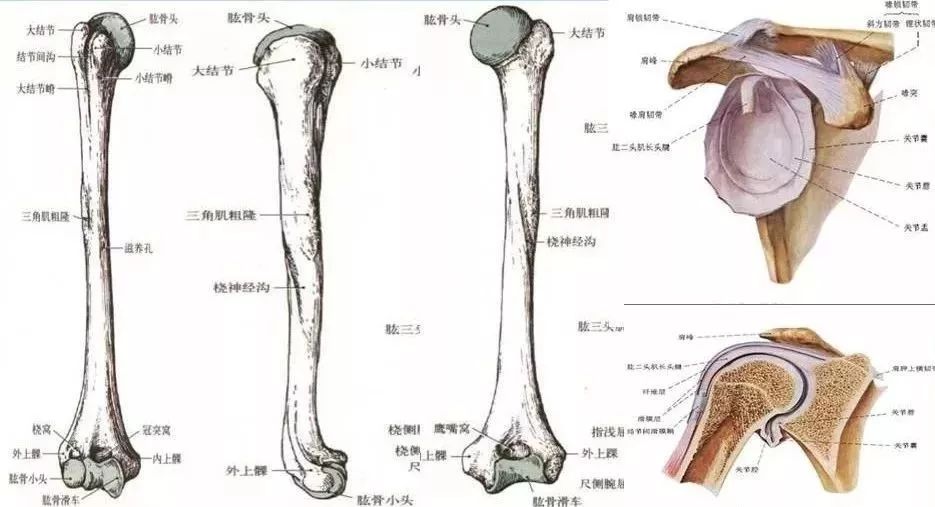 收藏丨超全肩关节解剖图解