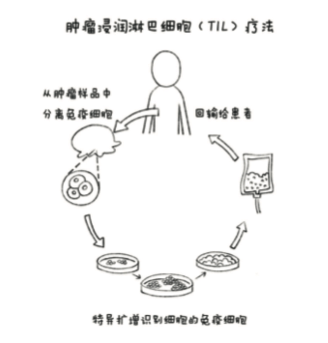 输注 1000亿个免疫细胞后，全身肿瘤开始迅速缩小，这种免疫细胞疗法有什么不同？