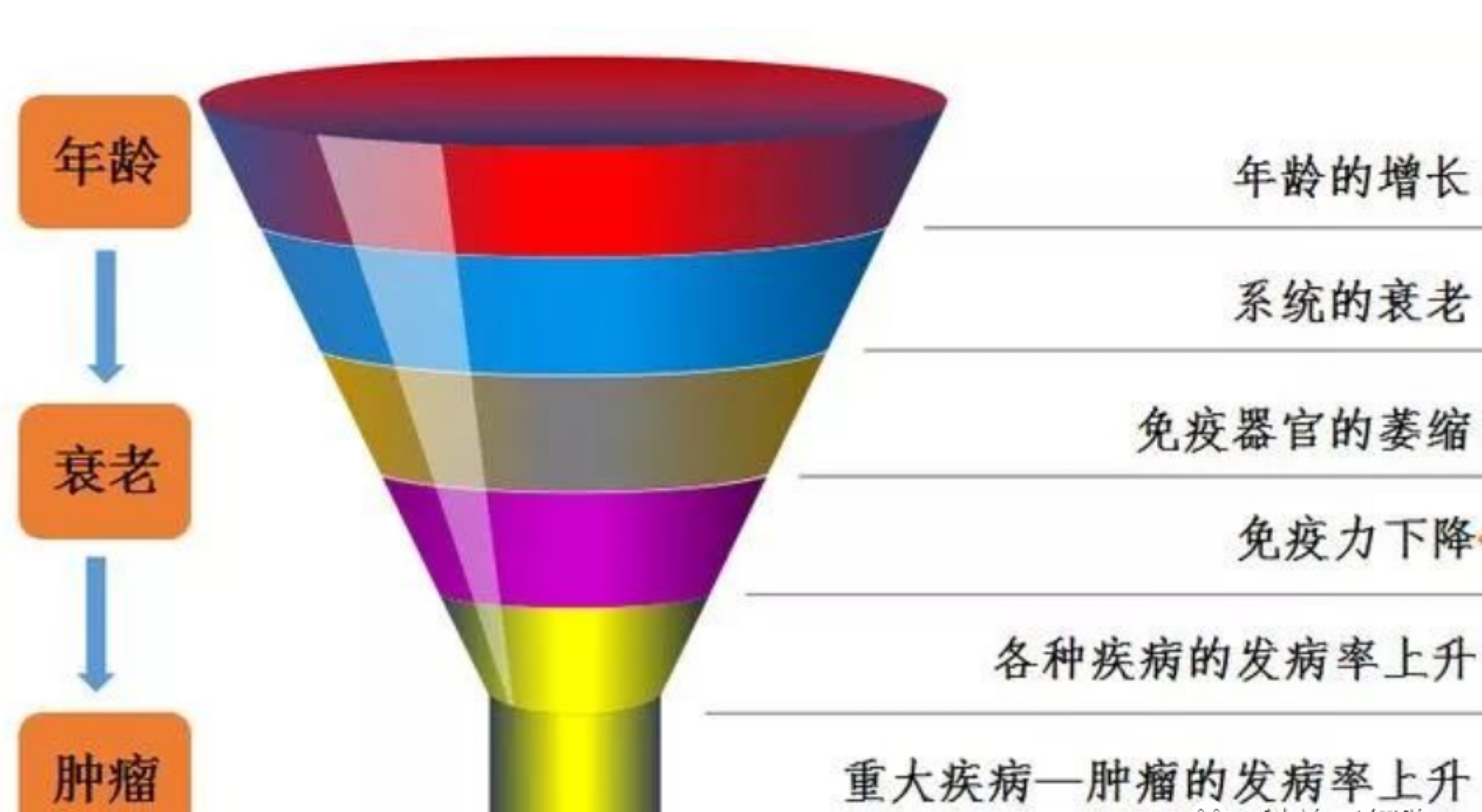 换一身更年轻的免疫细胞可以抗衰防老