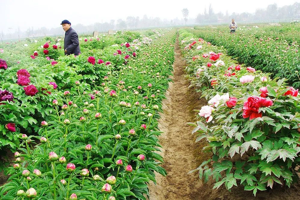 芍药花的种植方法图片